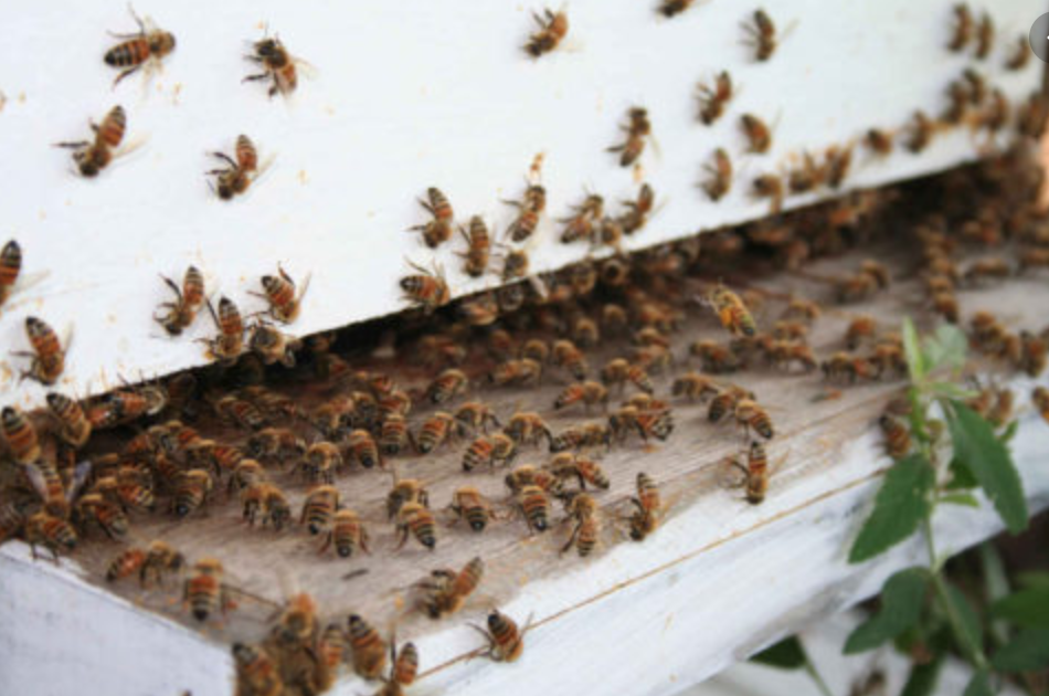 bee hive removal
